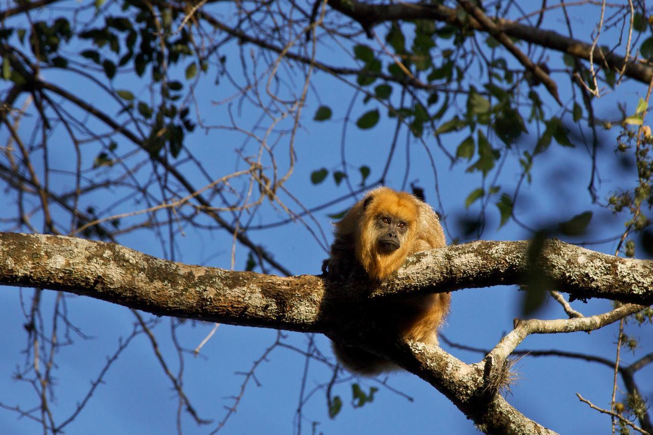 Yacutinga Lodge Puerto Iguazú Dış mekan fotoğraf