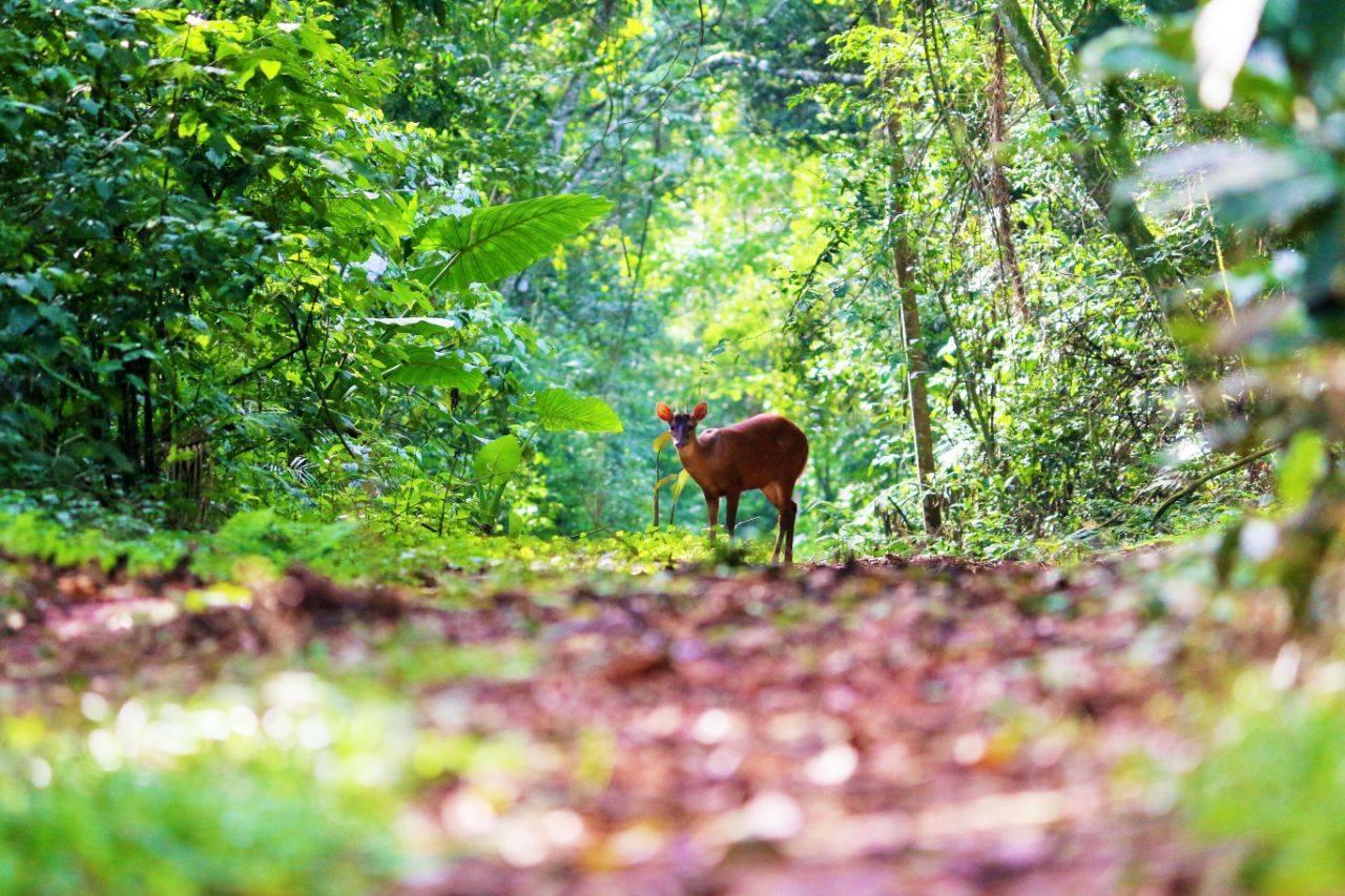 Yacutinga Lodge Puerto Iguazú Dış mekan fotoğraf