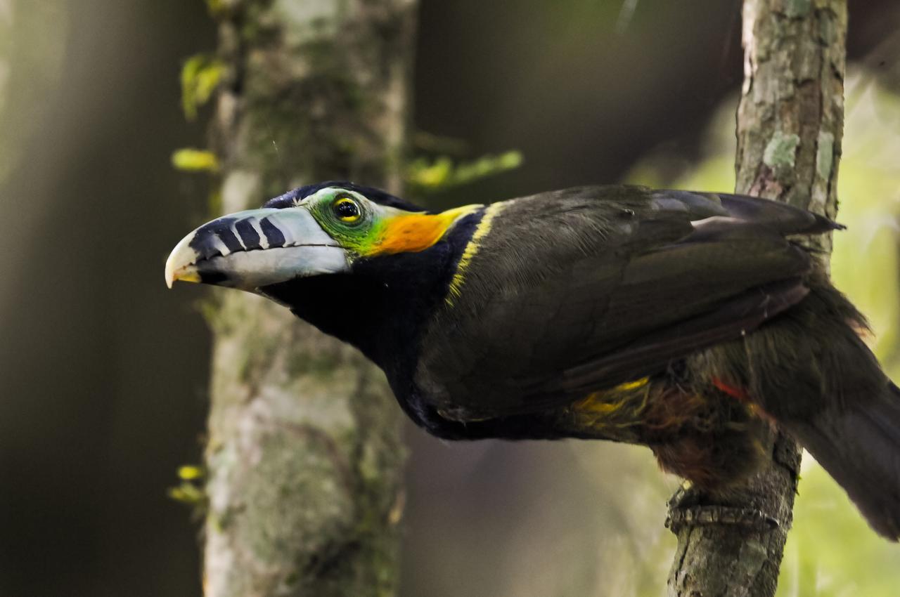 Yacutinga Lodge Puerto Iguazú Dış mekan fotoğraf