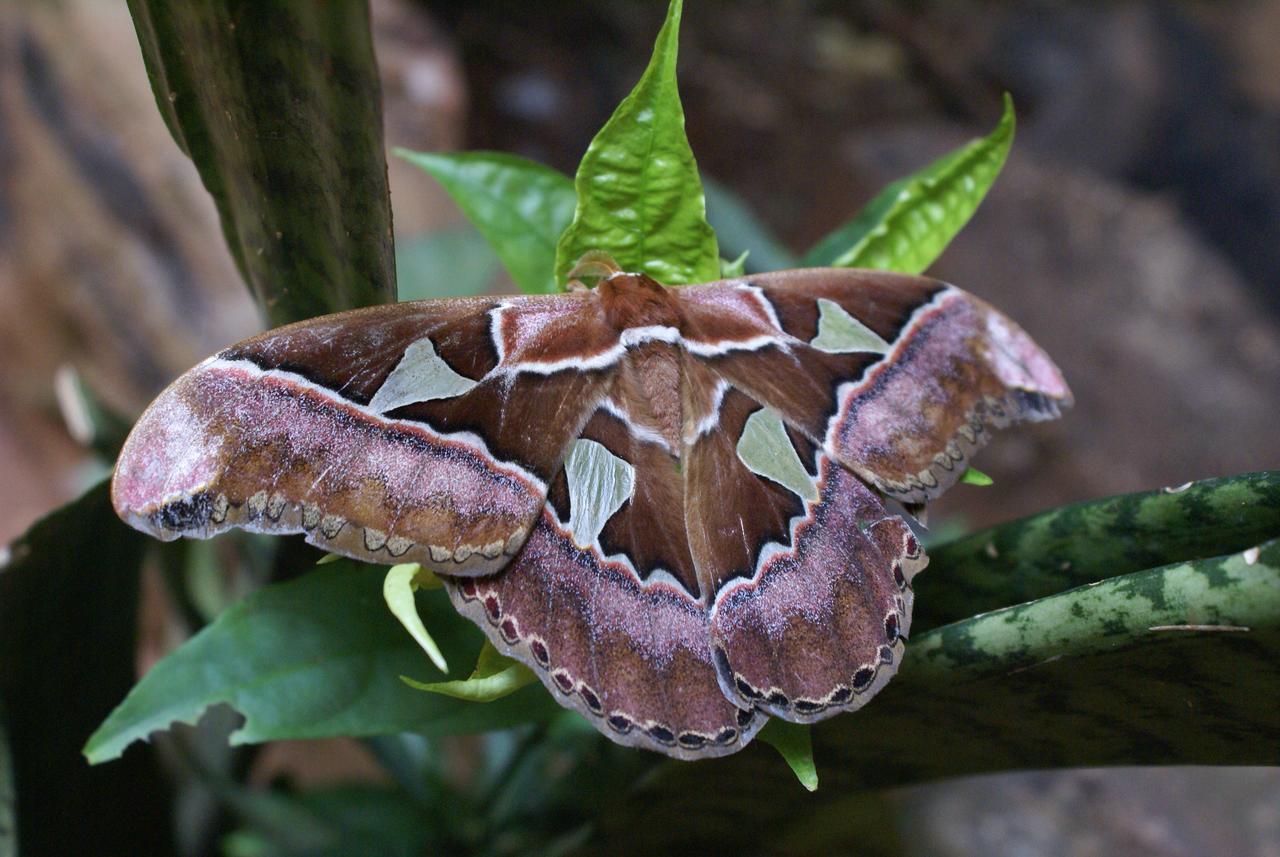 Yacutinga Lodge Puerto Iguazú Dış mekan fotoğraf